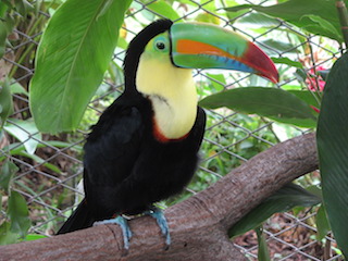 Keel-billed_toucan,_costa_rica