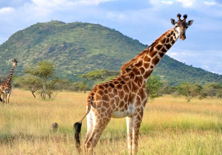 Kenya Signature Safari Journey – 10 Days