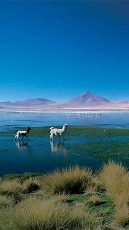 6-Day Uyuni Salt Flats Tour: Discover Verde & Colorado Lakes