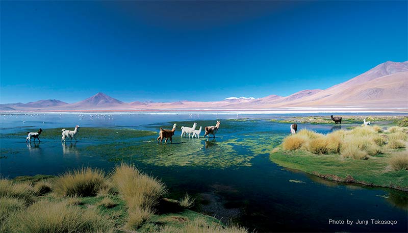 6-Day Uyuni Salt Flats Tour: Discover Verde & Colorado Lakes