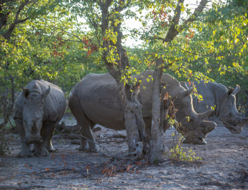 South Africa’s Wildlife Conservation Success: Rhino Poaching Decline