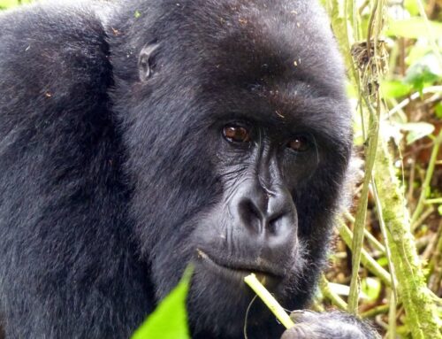 Rise of Ecotourism in Rwanda: Focus on Sustainable Travel