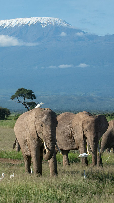 7-Day Kenya Safari: Three Major National Parks + Lake Naivasha