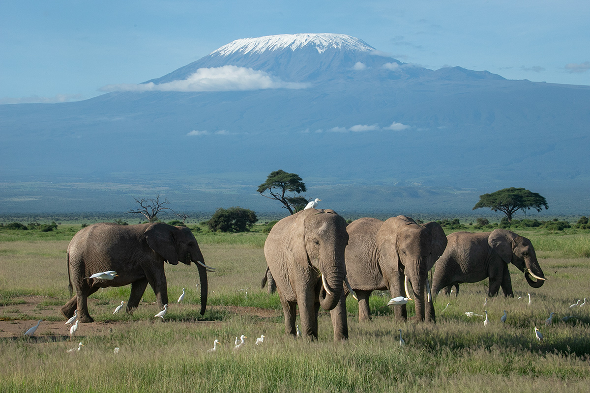 7-Day Kenya Safari: Three Major National Parks + Lake Naivasha