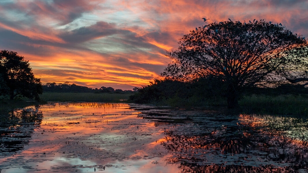 Experience the Natural Wonders of the Pantanal: 4-Day Tour