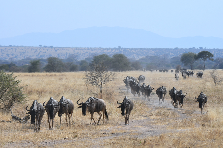 Tanzania: Explore the Vast Landscapes : 6 Days