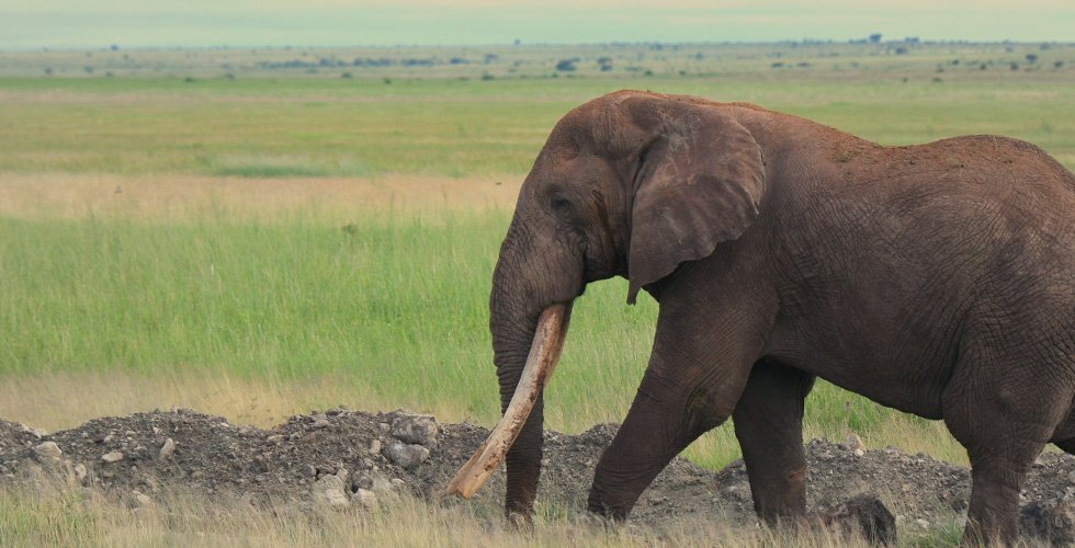 Kenya’s Golden Triangle Safari Tour 7 nights 8 days