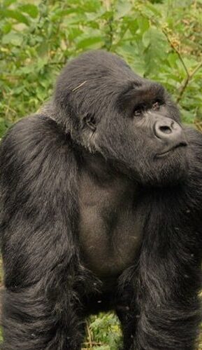 Rwanda gorilla tour, 4 days