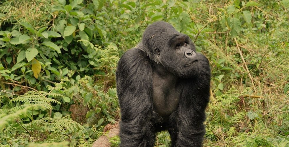 Rwanda gorilla tour, 4 days