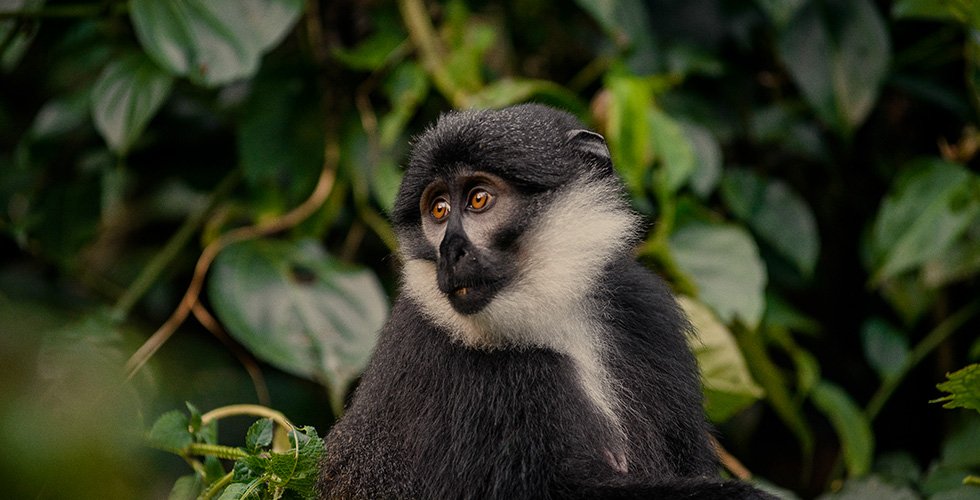 Kenya & Uganda: 8-Day Gorilla Encounter & Two-Country Adventure