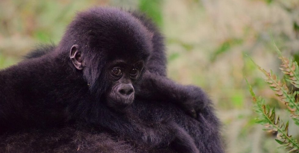 Uganda Wildlife Expedition: 7-Day Gorilla, Chimpanzee & Shoebill Bird Watching